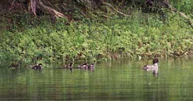 ducks