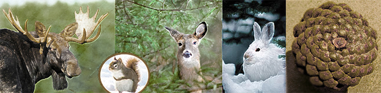 love-for-wilderness