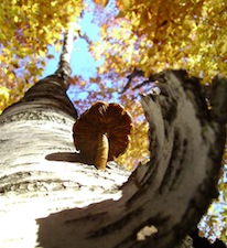 mushroom-up-birch