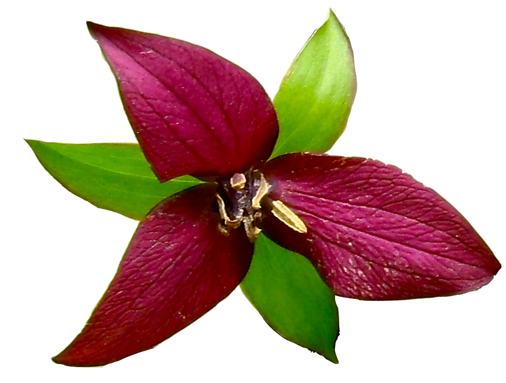 red-trilliam
